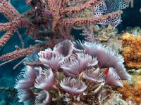 Social Feather Duster Violet Variety Crowns arranged in circular patterns extend from tubes, very shy instantly retract when approached.